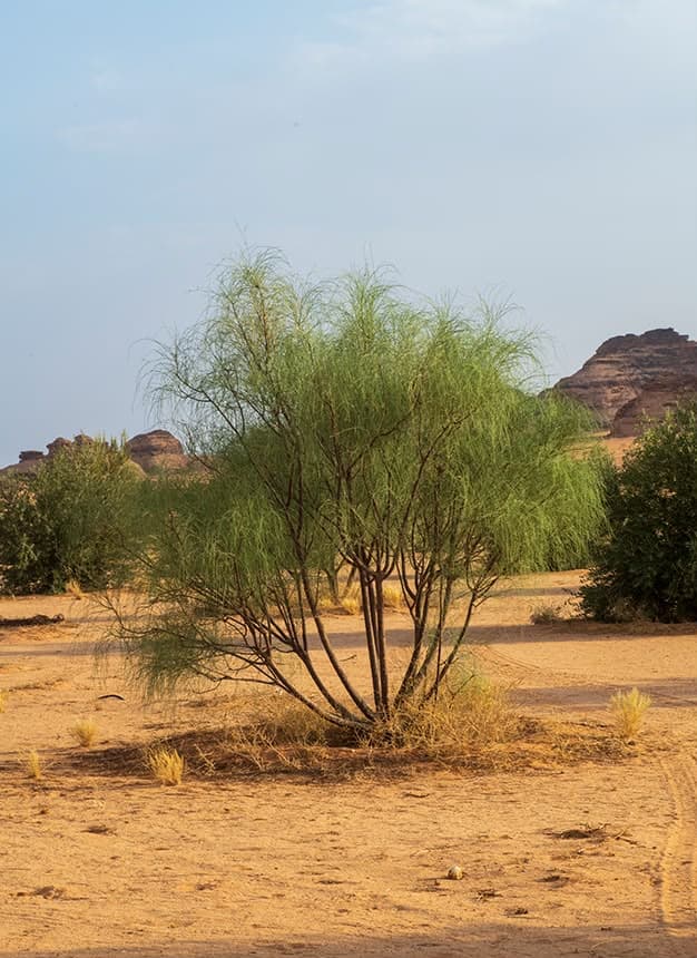 شجرة البان العربي في بيئة صحراوية